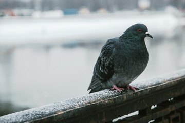 lone wild grey pigeon close-up in the winter sitting on the fence