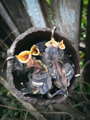 Nest with chicks in an old rusty pipe.