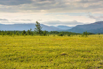 Fototapeta premium Foothill tundra.