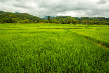Obraz premium Landscape view of rice field, mountain and clouds sky in countryside thailand. travel at rainy season