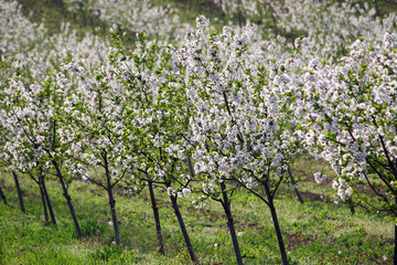 cherry orchard in spring agriculture