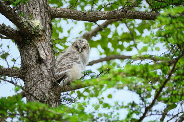 フクロウの雛(幼鳥) 巣立ち直後