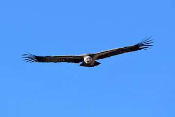 fliegender Gänsegeier (Gyps fulvus) - Griffon vulture