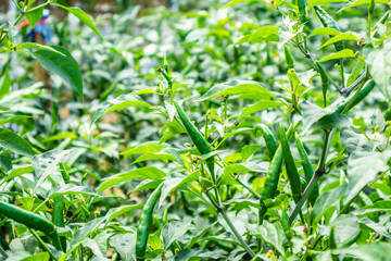 Fototapeta premium chilli peppers plant in organic garden