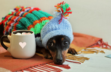 Cute dog miniature pinscher in colorful knitted clothes in a cozy atmosphere