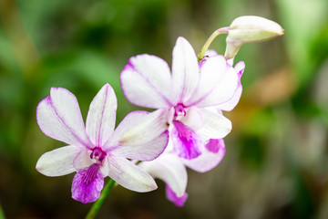 Orchid flower in garden at spring season. Blooming flower in the morning light