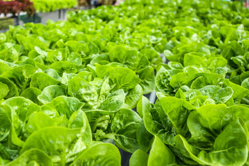 Fresh organic green leaves lettuce salad plant in hydroponics vegetables farm system