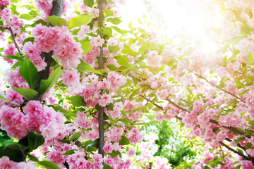 Naklejka premium Soft focus Cherry Blossom or Sakura flower on nature background