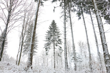 Forest Trees in Winter