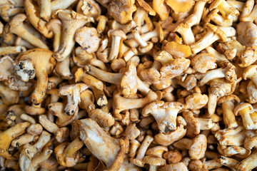 Background of fresh and organic whole mushrooms, closeup