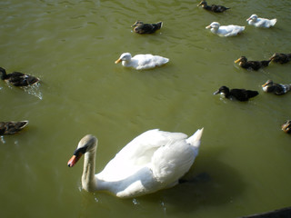 コブハクチョウ