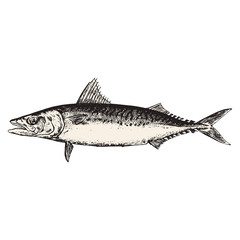 mackerel fish vector illustration