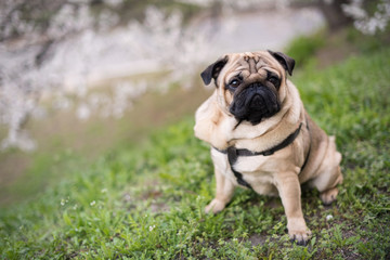 Fototapeta premium pug dog sitting on grass in summer