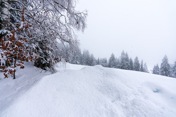 Bäume in Winterlandschaft