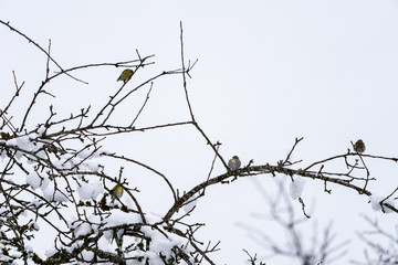 Vögel im Baum