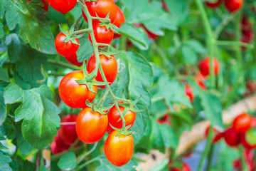 Fresh ripe red tomatoes plant growth in organic greenhouse garden ready to harvest