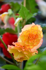 ベゴニアの花