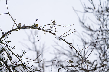 Vögel im Baum