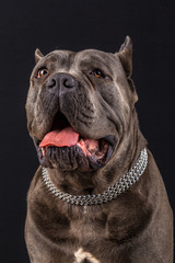 cane corso portrait in studio with black background