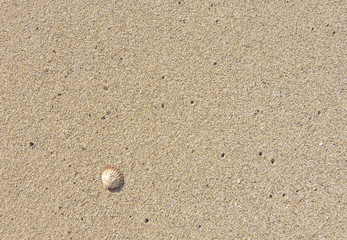 Fototapeta na wymiar Single seashell on wet sand background texture