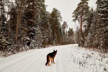 Snow covered trees in a winter forest, road between them and dog german shepherd on it