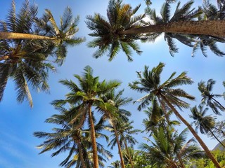 Fototapeta na wymiar Palm grove