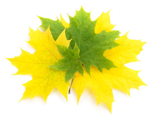 Autumn falling leaves.