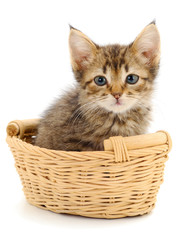 Fototapeta na wymiar Kitty sitting in basket.