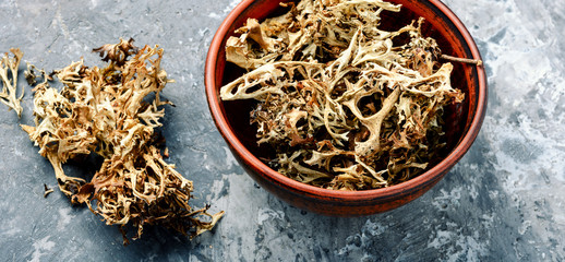 Fototapeta premium Dried Iceland moss