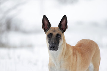 Naklejka premium Winter portrait of a beautiful dog breed Belgian Shepherd Malinois