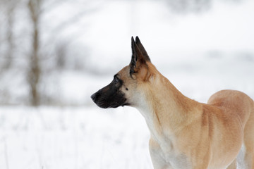 Winter portrait of a beautiful dog breed Belgian Shepherd Malinois