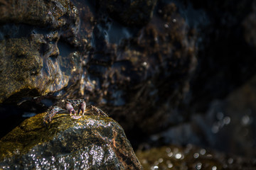 Little crab on rock