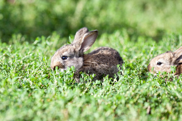 little gray rabbit on green grass background