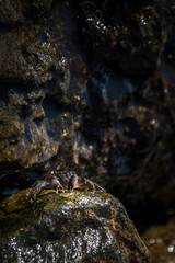 Little crab on rock