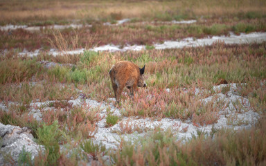 Young wild boar grazing in swamp