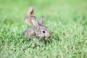 little gray rabbit on green grass background