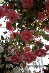 ベゴニアの花