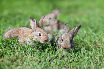 little gray rabbit on green grass background