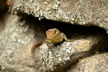 Small lizard in the Inca ruins of Machu Picchu, Peru