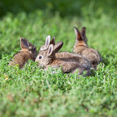 little gray rabbit on green grass background