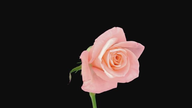 Time-lapse of dying pink Girlfriend rose 4c1 in PNG+ format with ALPHA transparency channel isolated on black background