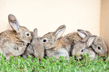 little gray rabbit on green grass background