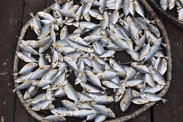 sea fish are dried in the sun