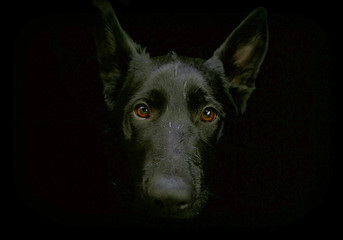 Portrait of a black German Shepherd dog on a black background