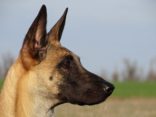 Summer portrait of a dog of breed the Belgian Shepherd Malinois