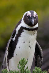 Obraz premium African penguin (Spheniscus demersus) on Boulders Beach near Cape Town South Africa
