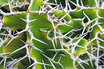 Closeup of a Plant