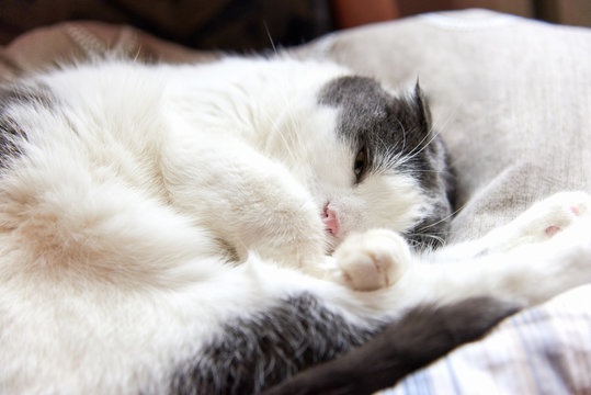 Photo of a cute cat curled up