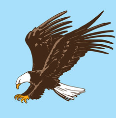 Bald Eagle isolated on white