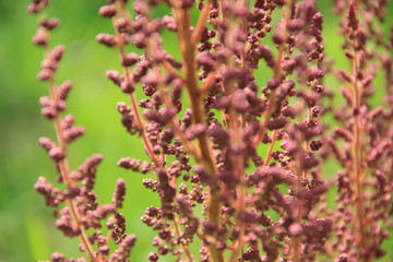 Obraz premium flowers in the garden